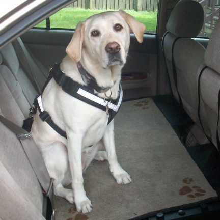 dog on car back seat wearing harness